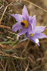 Image showing Purple anemone