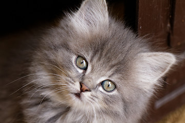 Image showing Beautiful grey kitten