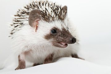 Image showing African white- bellied hedgehog