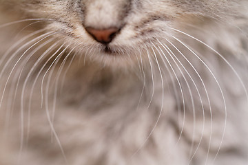 Image showing Cat nose close up