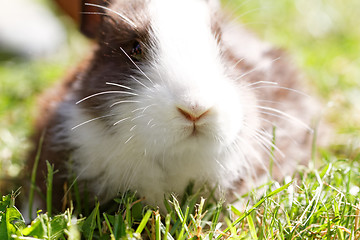 Image showing Cute bunny