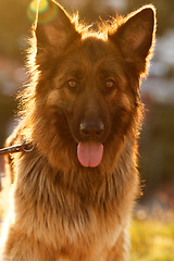 Image showing German shepherd dog