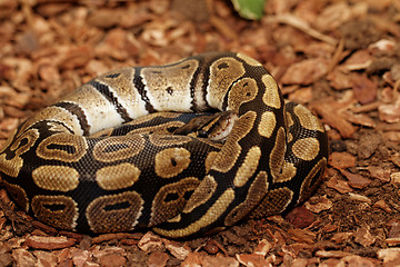 Image showing Ball Python (Python regius)