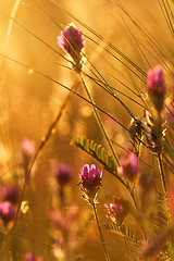 Image showing Meadow at sunset