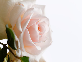 Image showing Bright pink rose blooming in garden