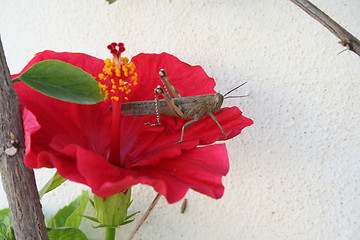 Image showing Grasshopper on Hibiscus flower