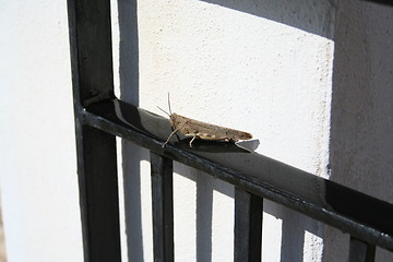 Image showing Grasshopper