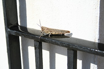 Image showing Grasshopper