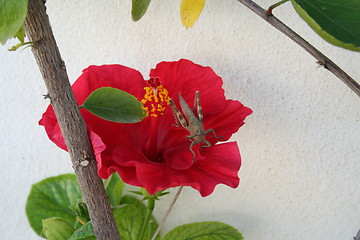 Image showing Grasshopper on Hibiscus flower