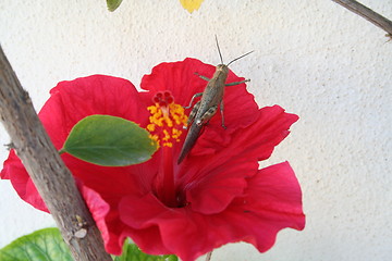Image showing Grasshopper on Hibiscus flower