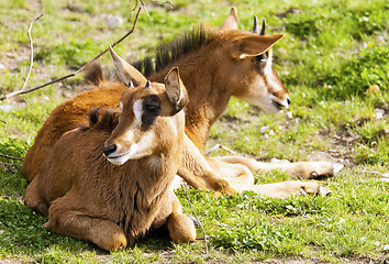 Image showing Two sable antelopes