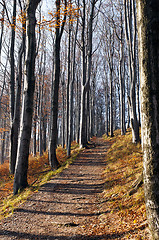 Image showing Autumn (fall) forest