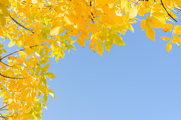Image showing Indian summer gold yellow autumn leaves over clear blue sky