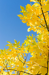 Image showing Autumn background with yellow foliage over blue sky