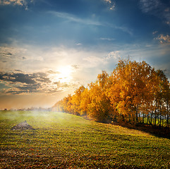 Image showing Trees in the autumn field