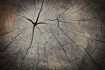 Image showing Texture of wood stump