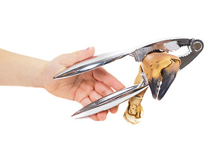 Image showing Young person, crab claw and nutcracker
