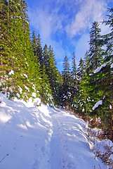 Image showing Snow on a forest path