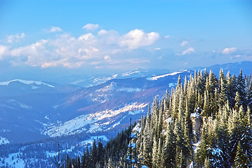 Image showing Winter forest