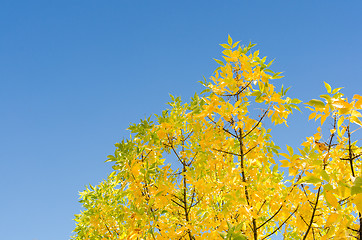 Image showing Autumn background with golden lush foliage
