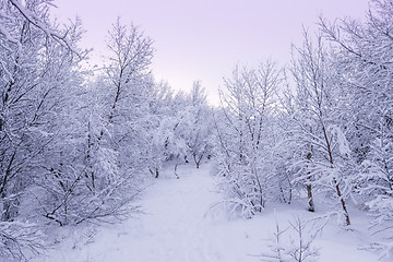 Image showing Beautiful snowsacpe