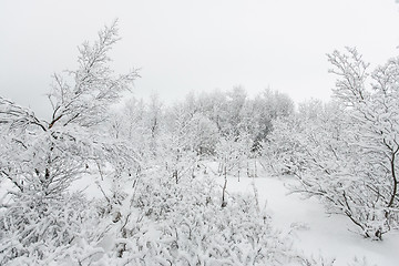 Image showing Beautiful snowsacpe