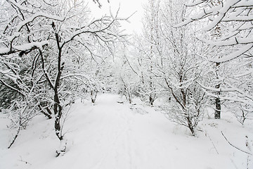 Image showing Beautiful snowsacpe