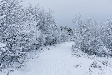 Image showing Beautiful snowsacpe