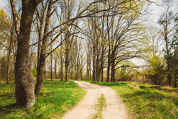 Image showing Spring Season In Park. Green Young Grass, Trees On Blue Sky Back