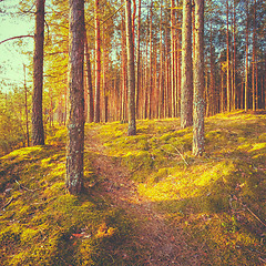 Image showing Sunset In Autumn Forest 