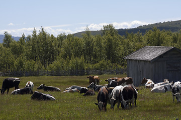 Image showing grazing cows