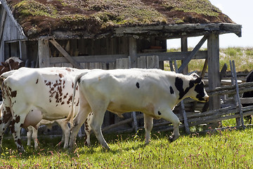 Image showing cows