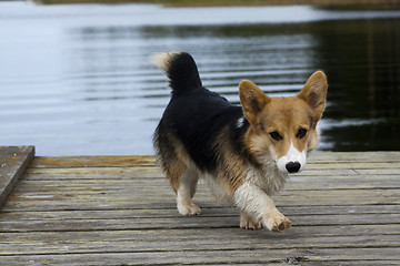 Image showing puppy on jetty