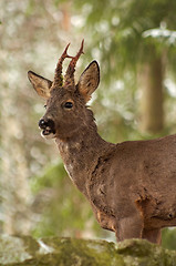 Image showing roebuck