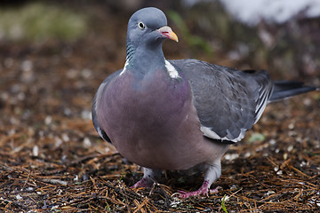 Image showing wood pigeon