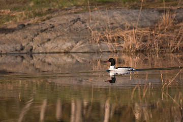 Image showing goosander