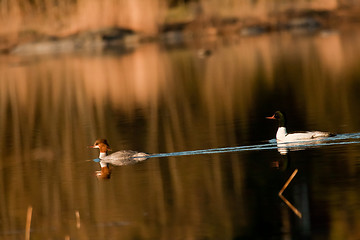 Image showing goosander pair