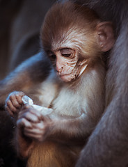 Image showing Portrait of cute Rhesus macaque baby