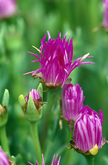 Image showing Ice Plant