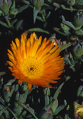 Image showing Ice Plant