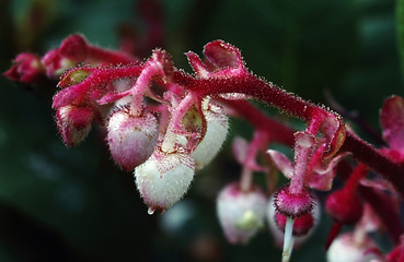 Image showing Manzanita