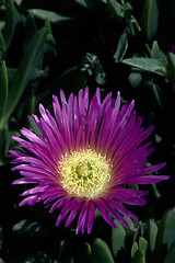 Image showing Ice Plant