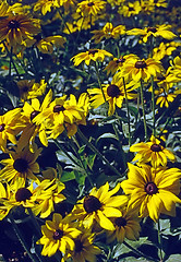 Image showing Daisies