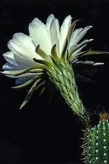 Image showing  Easter Lily Cactus 