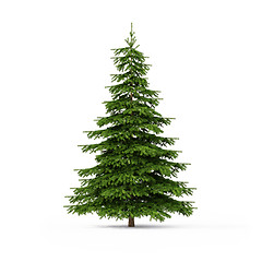 Image showing Spruce on white