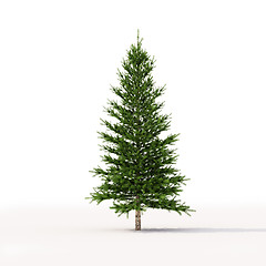 Image showing Spruce on white