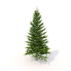 Image showing Spruce on white