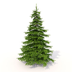 Image showing Spruce on white