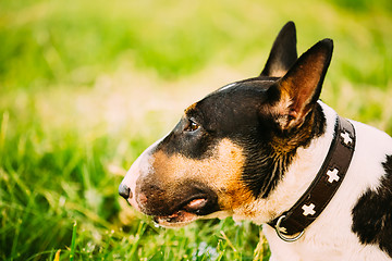 Image showing Close Pets Bull Terrier Dog Portrait At Green Grass