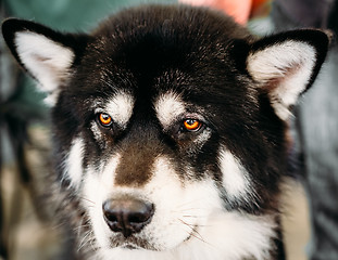 Image showing Alaskan Malamute Dog Close Up Portrait